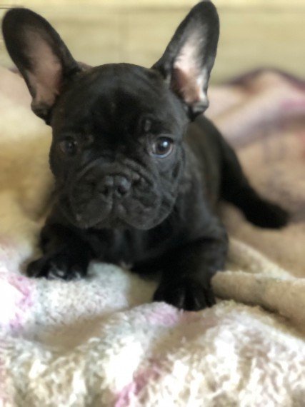 Amazing RARE BLUE MERLES French Bulldog Puppies photo!!! .. For Stud ...