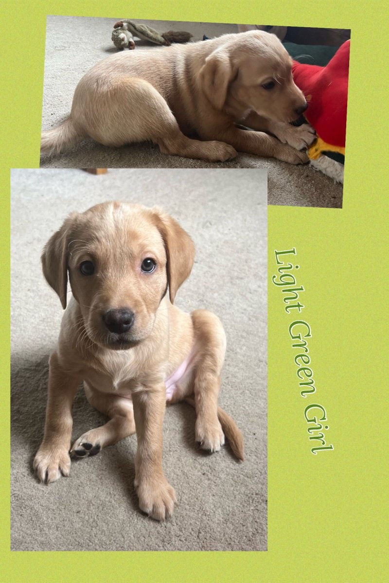 Gorgeous Labrador puppies For Sale South Yorkshire - Forever Puppy