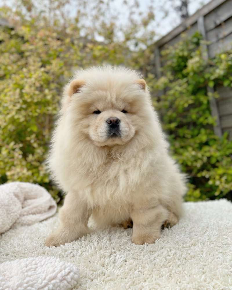 Chow Chow with lots of fluffy fur