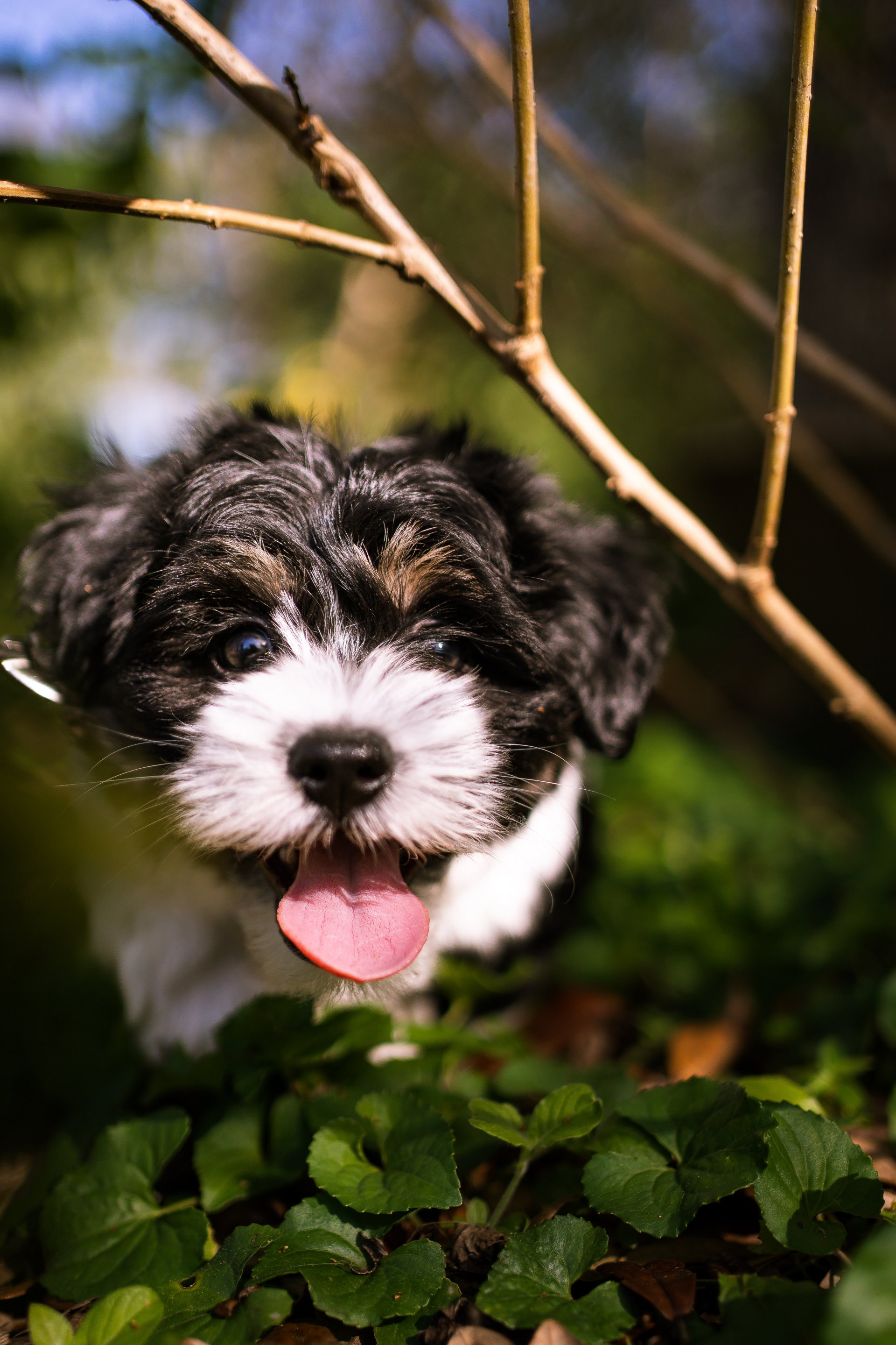 is a havanese a good family dog