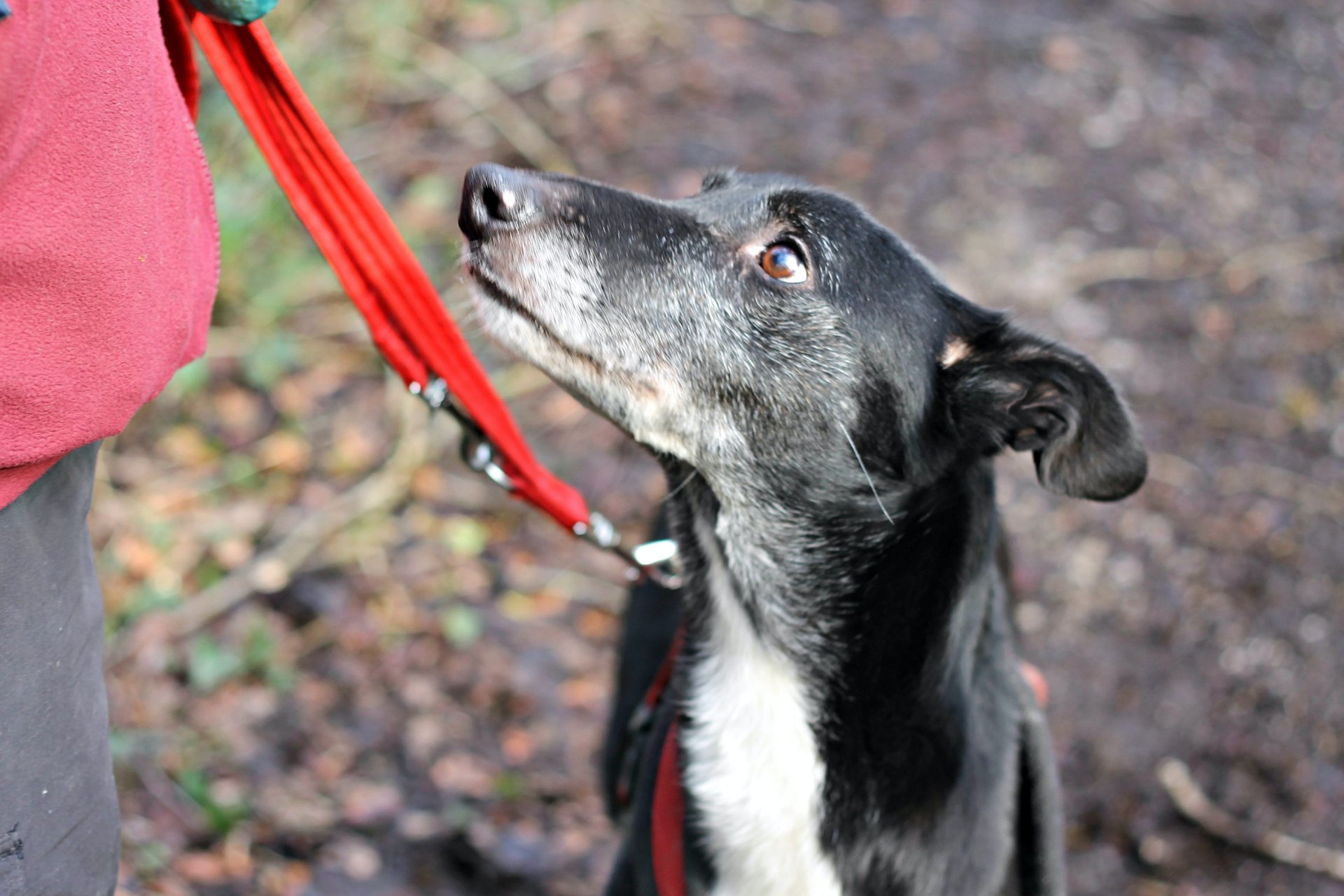 how much exercise does a lurcher need everyday