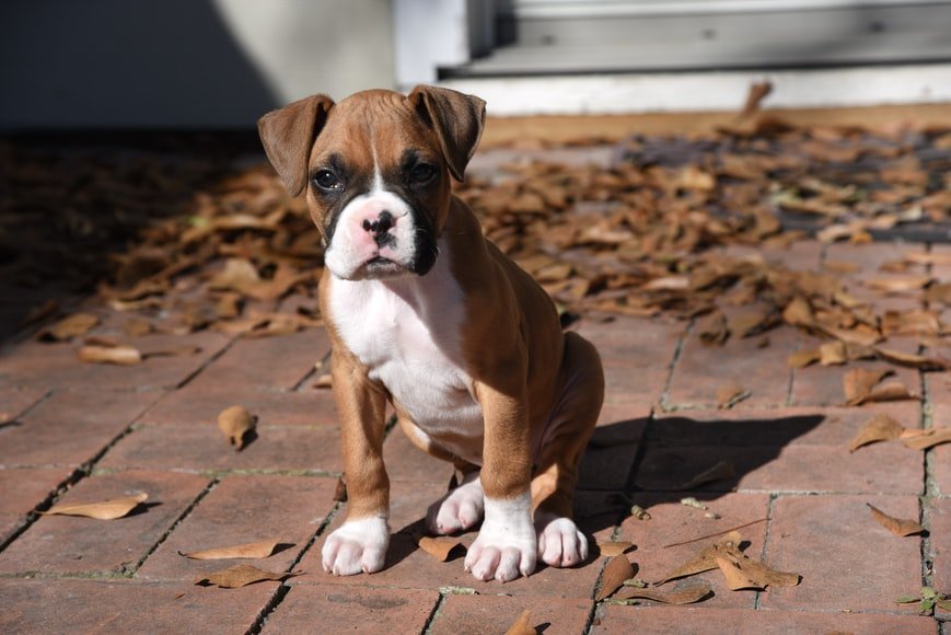 Boxer puppy