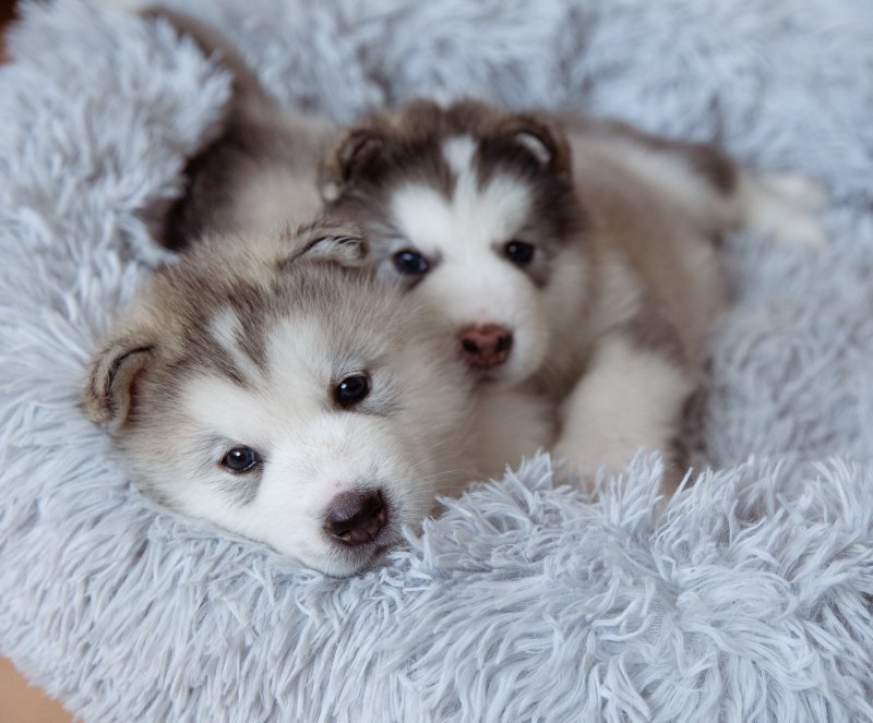 Alaskan Malamute bear like dog