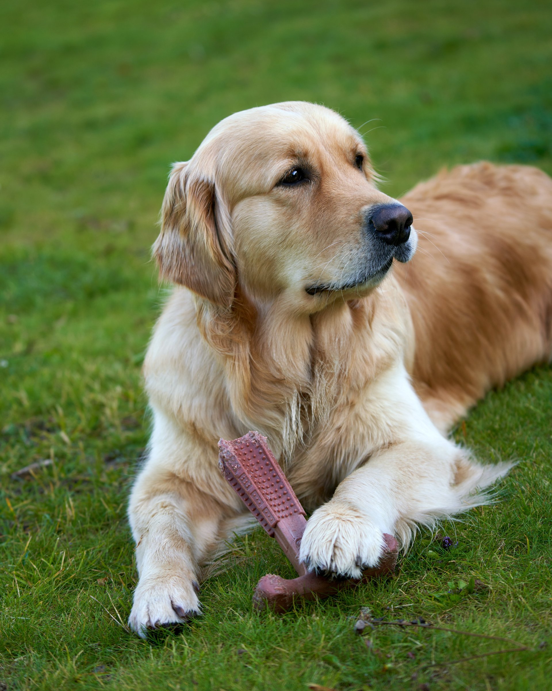 alternatives to chewing furniture for dogs