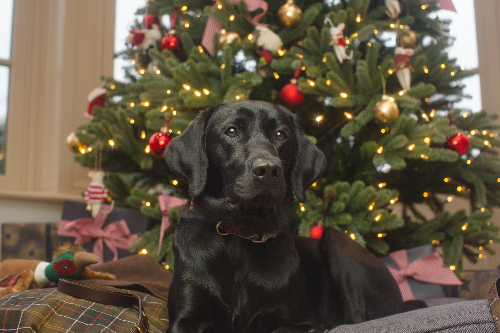 Christmas tree safety for dogs