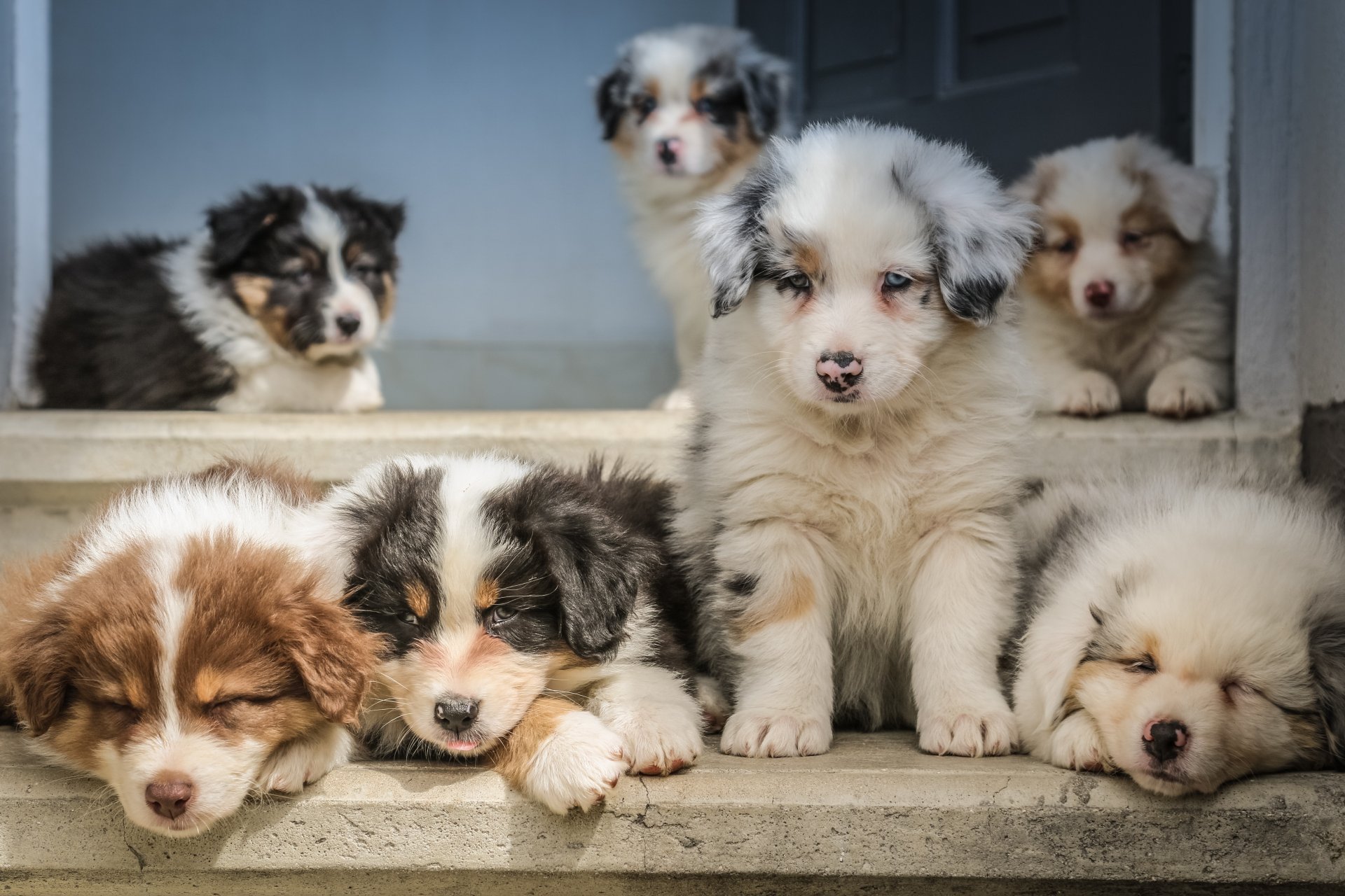 Australian Shepherd dogs