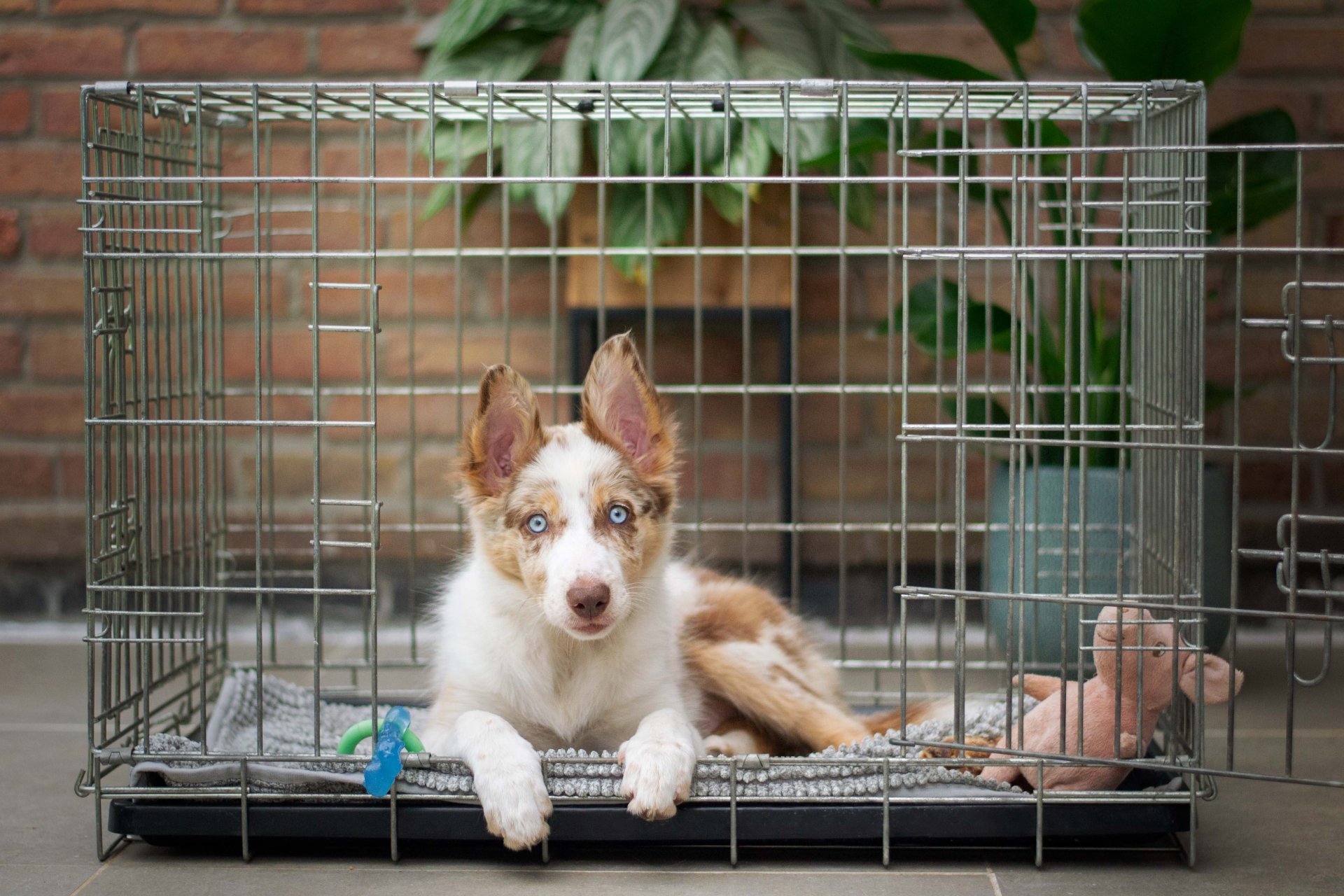 How to crate train your puppy