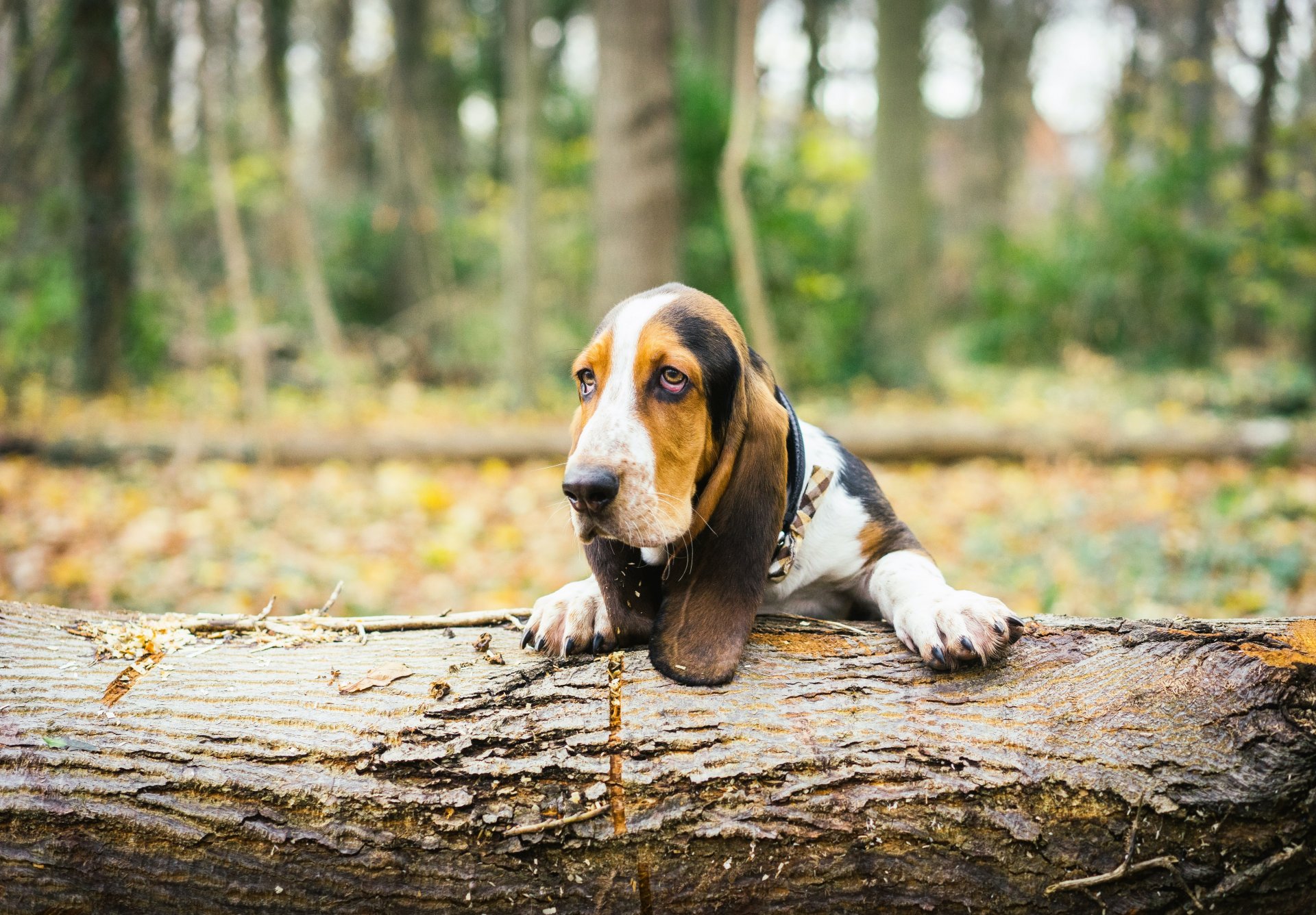 Basset Hound Image in Forest