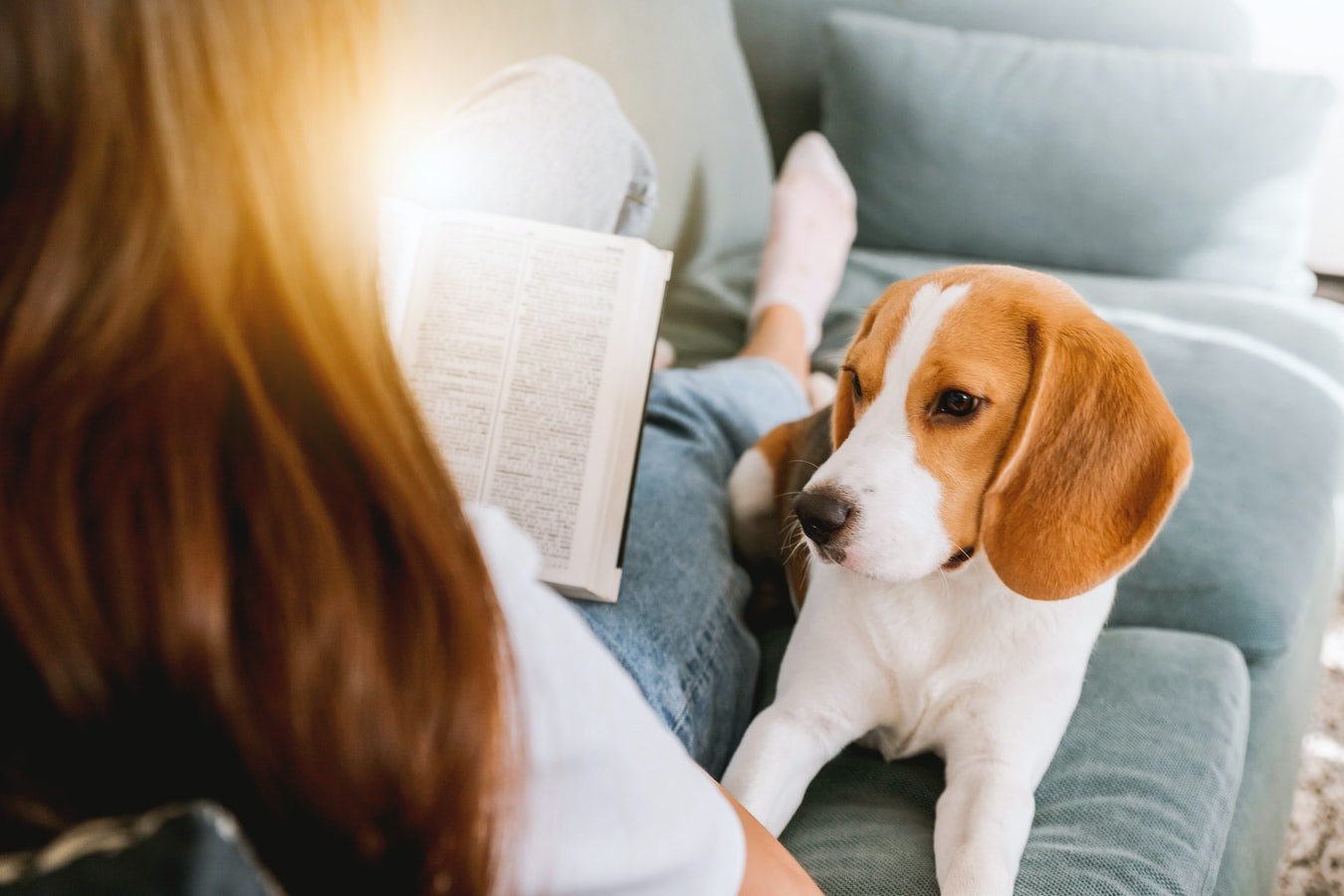 Beagles keep owners companion