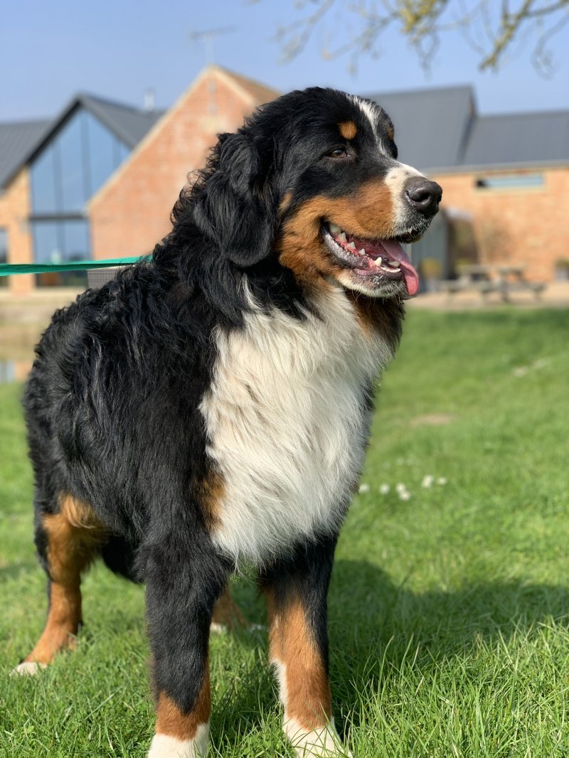The personality of a Bernese Mountain Dog