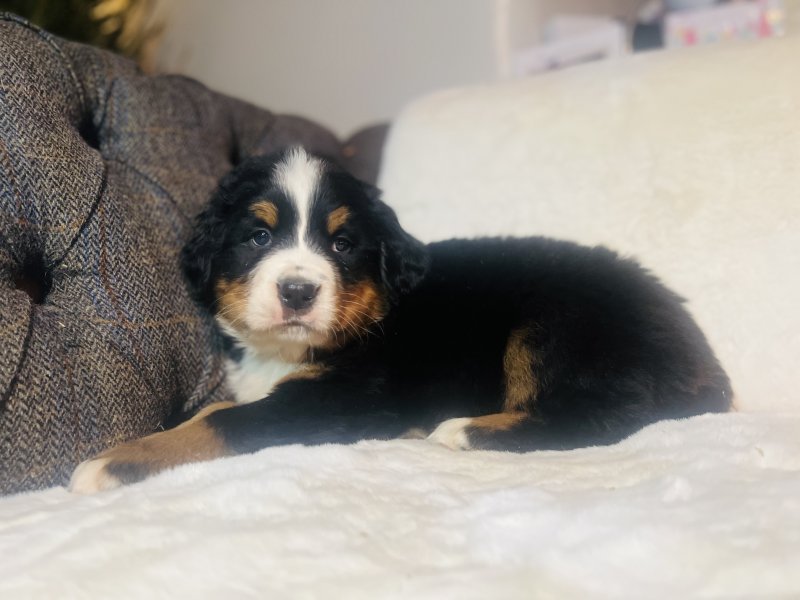 Bernese Mountain Dog