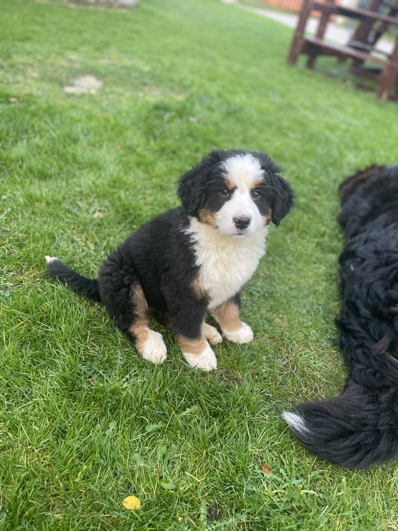 Bernese Mountain Dog breed