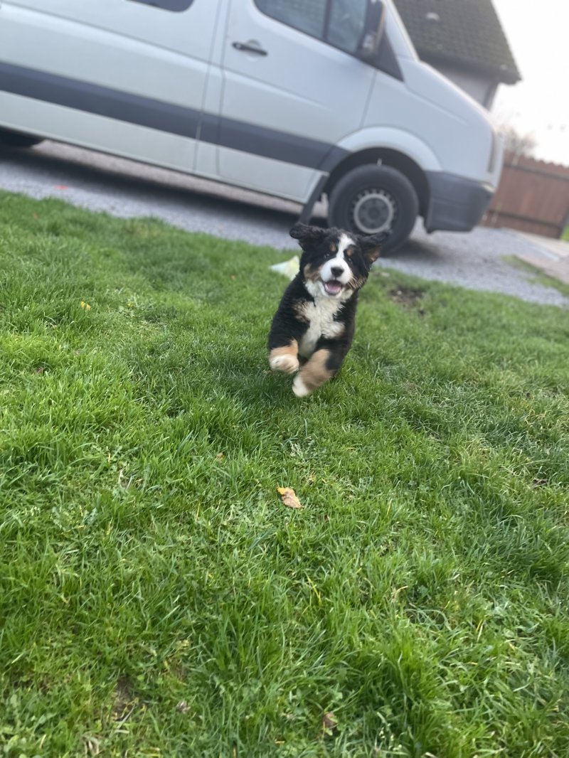 Bernese Mountain Dogs are an active dog breed