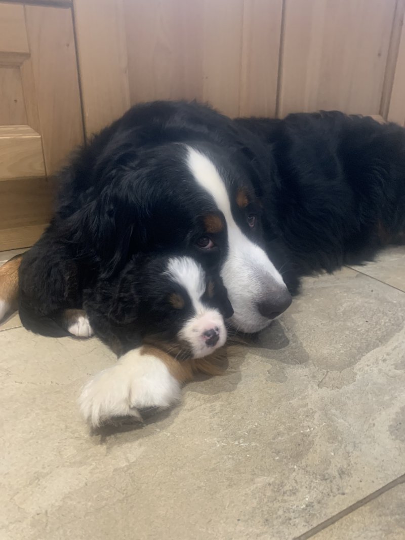 Bernese Mountain Dog Mother and Puppy