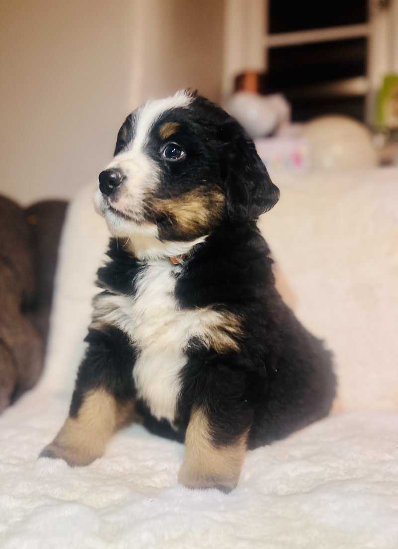 Bernese Mountain Puppy