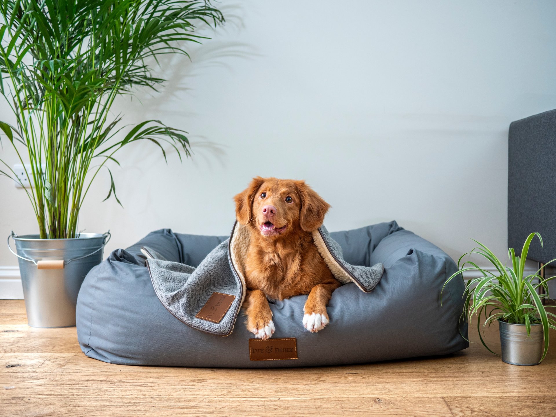Great dog products cheap