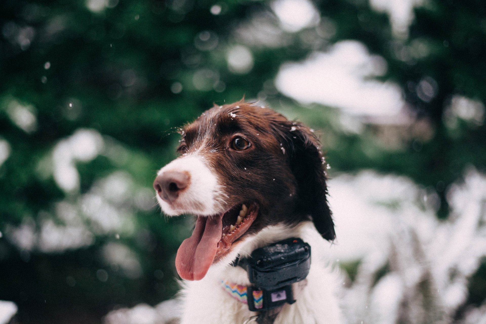 Dog collar with GPS tracker