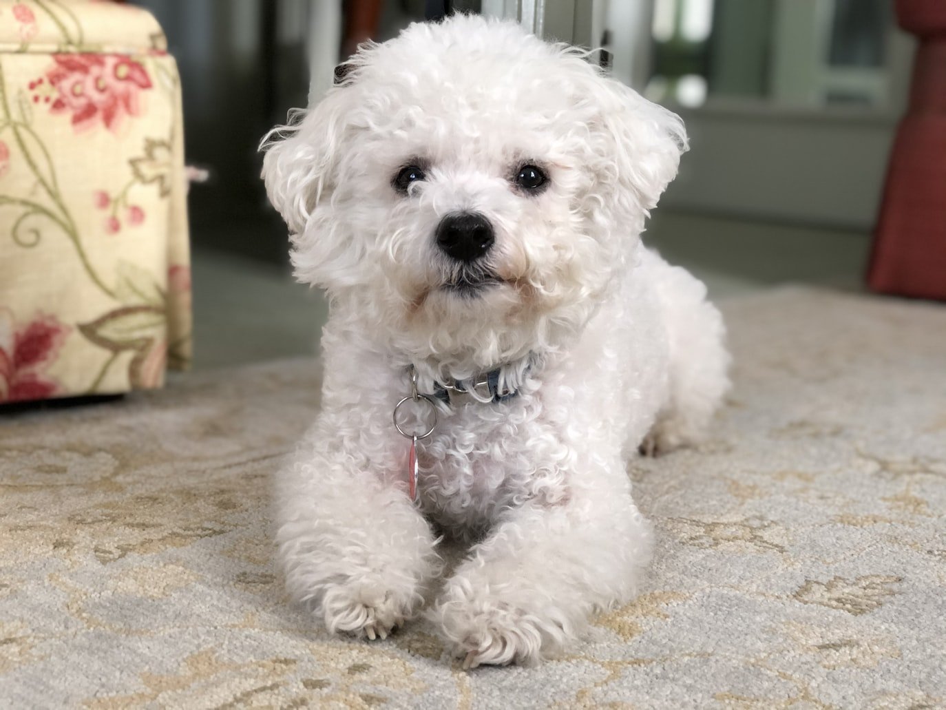 Bichon Frise puppy