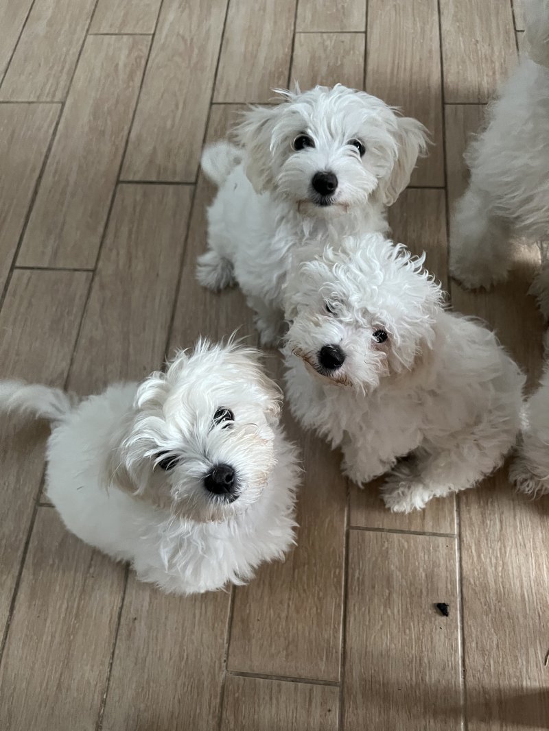 Bichon Frise teddy bear puppies