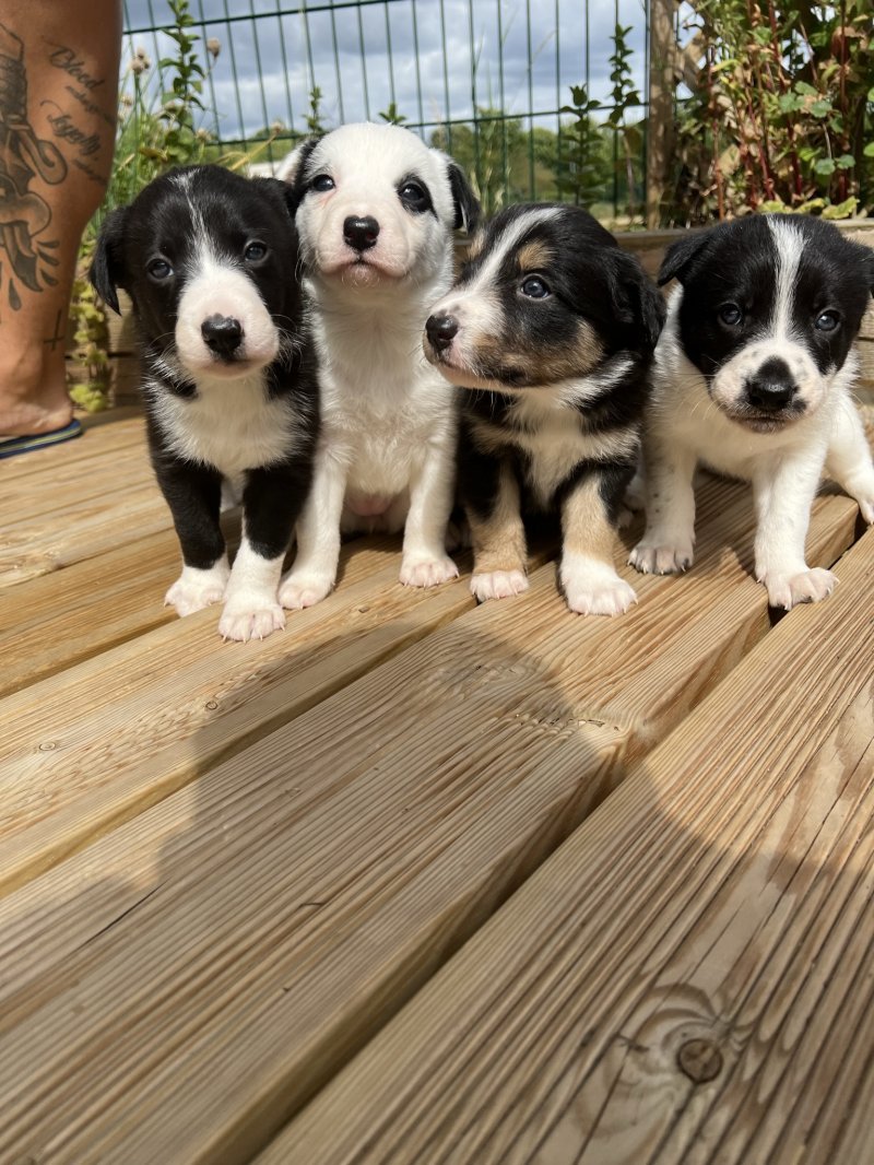 Border Collies in the friendly dog list