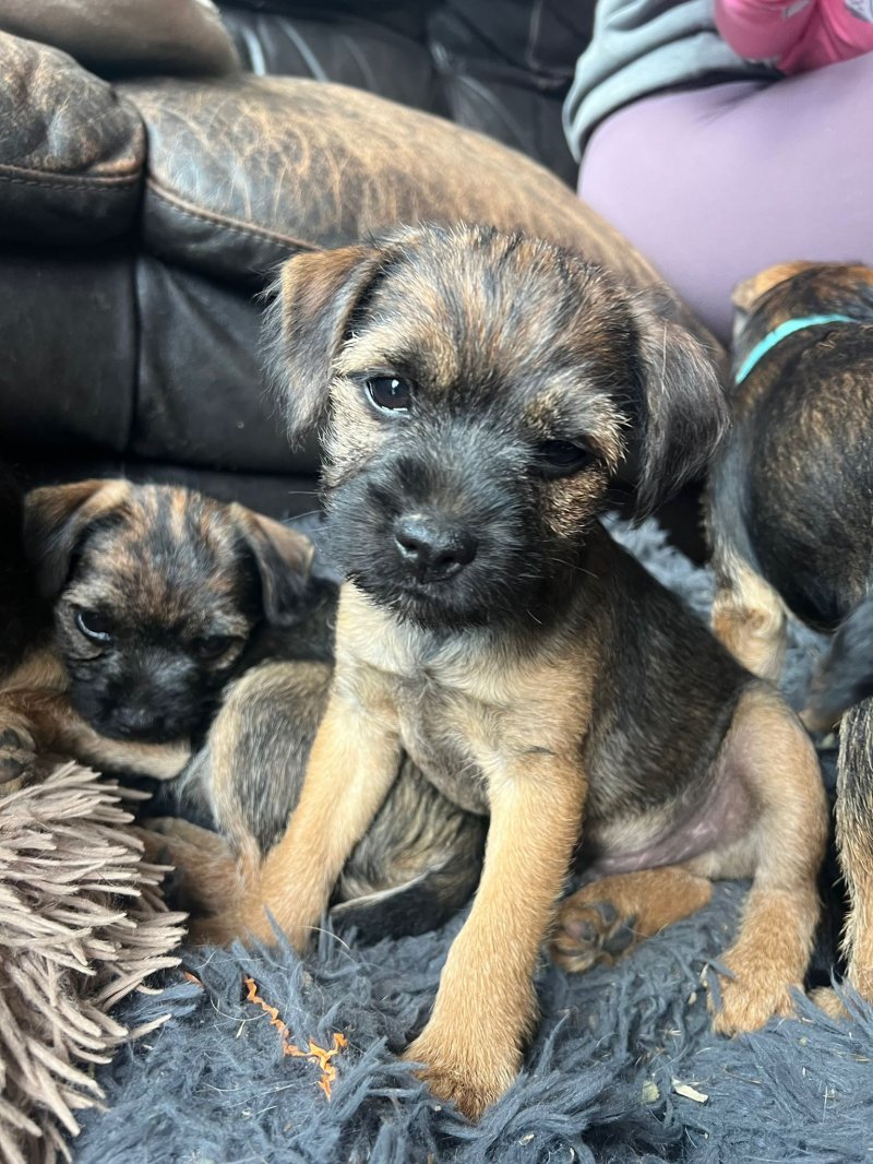 Border Terrier dog breed - playful dog for active families