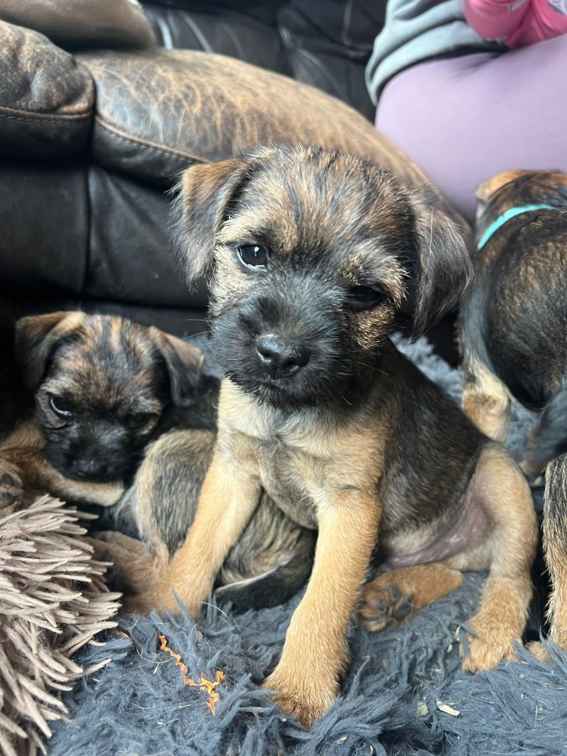 are border terriers good dogs