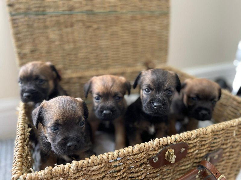 Border Terrier puppies for sale
