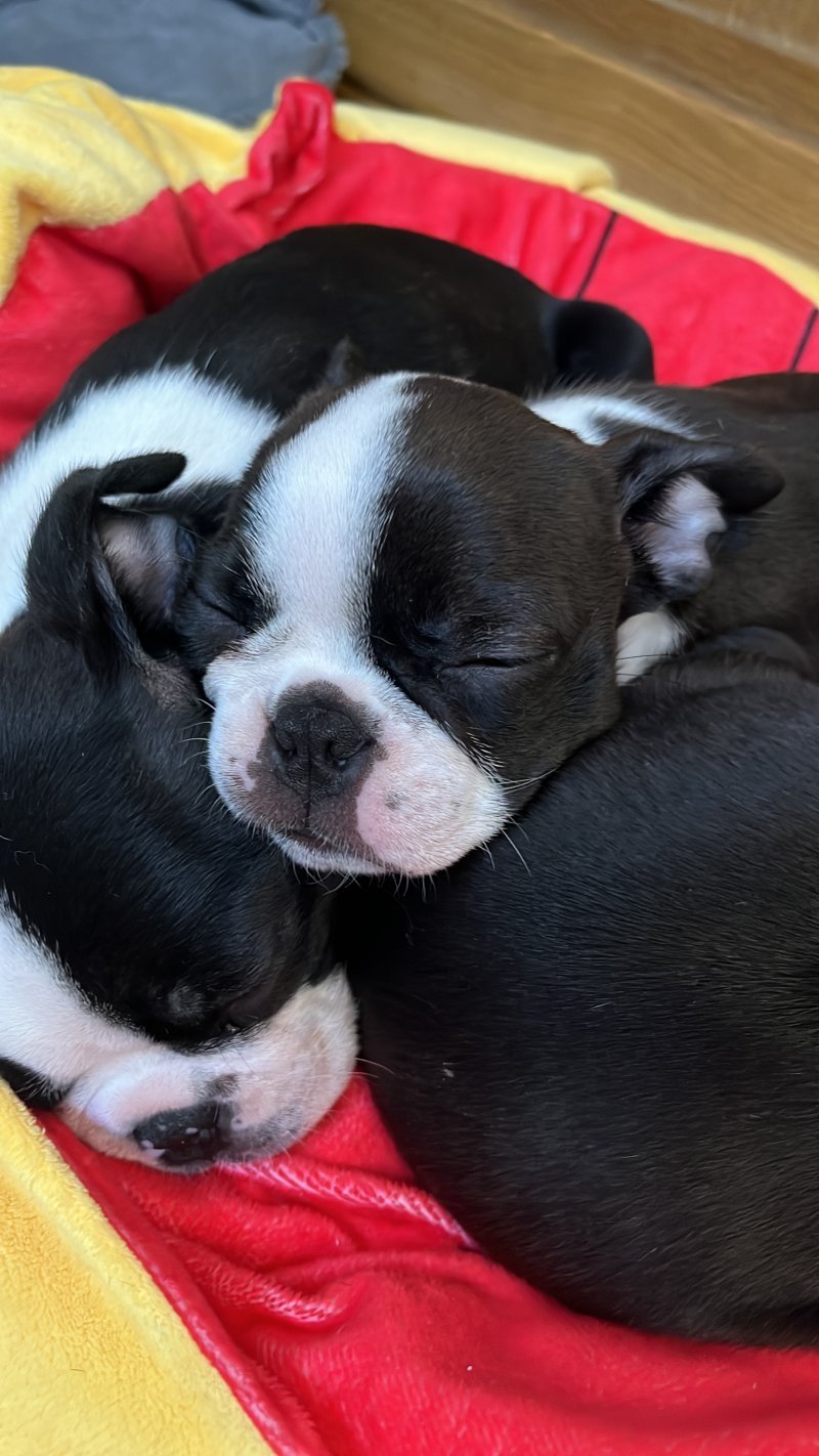 What is a Boston Terrier like?