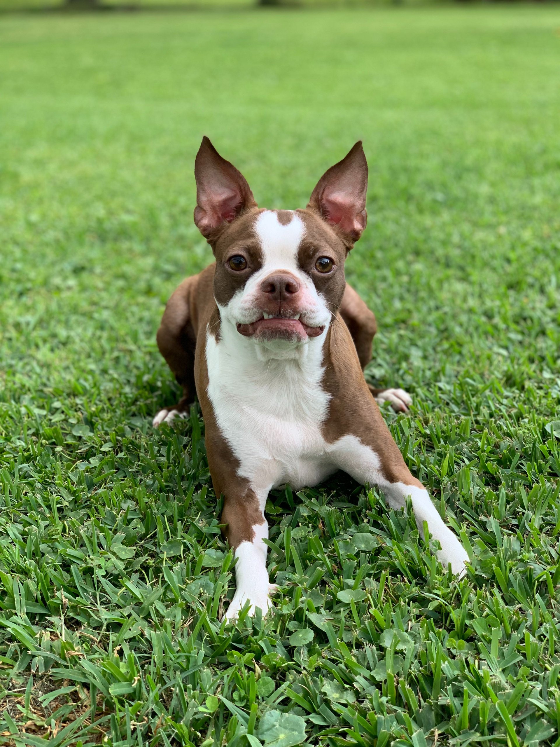 Boston Terrier breed information