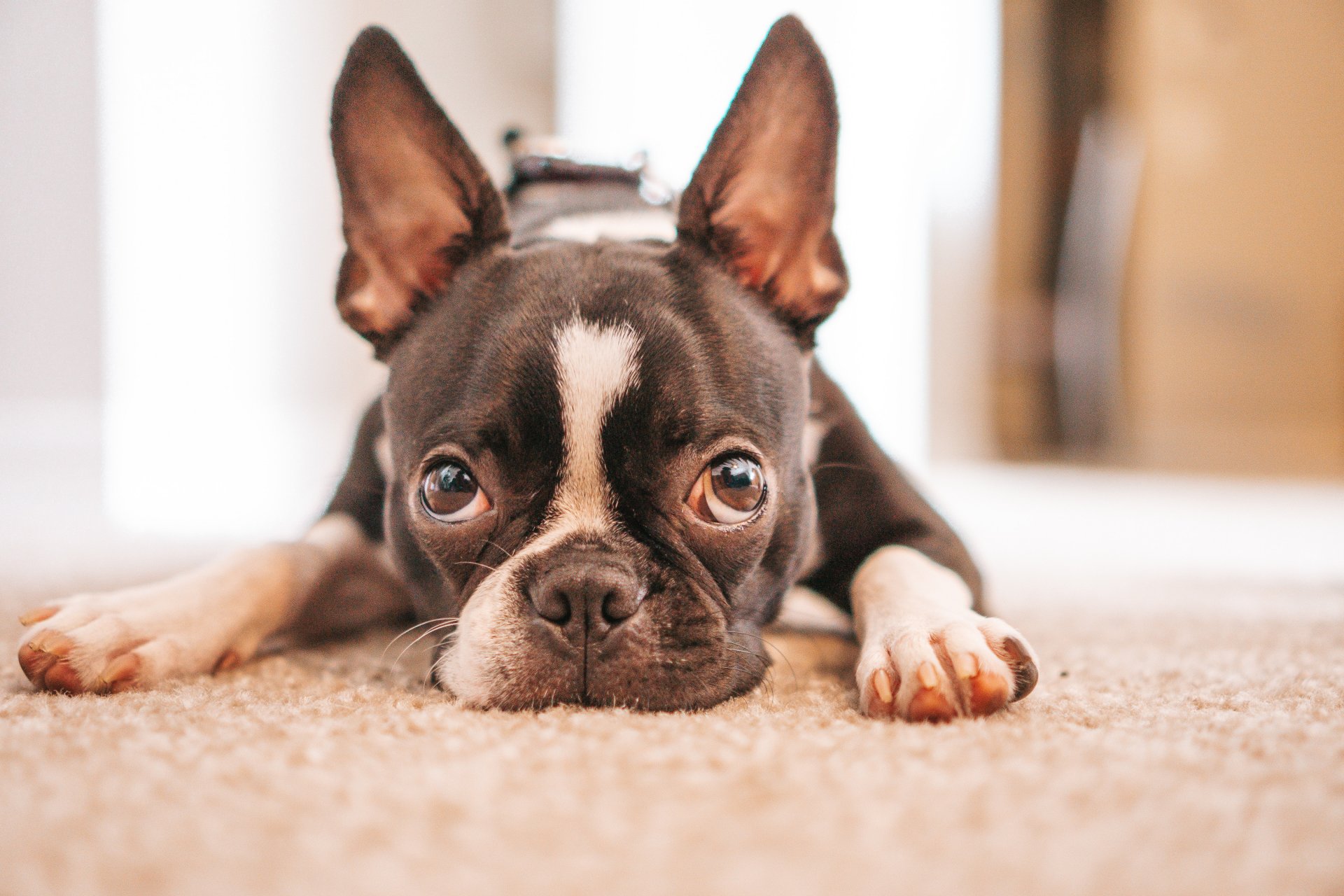 About the Boston Terrier dog breed