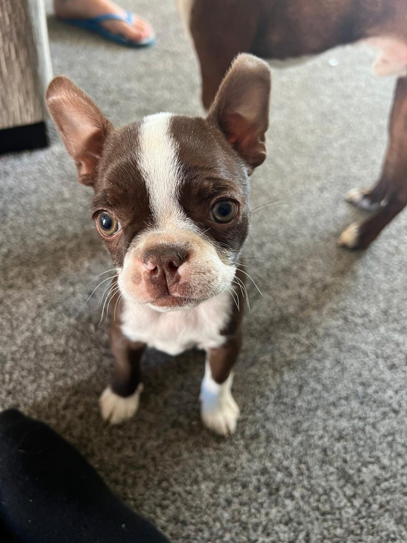 What does a Boston Terrier puppy look like?