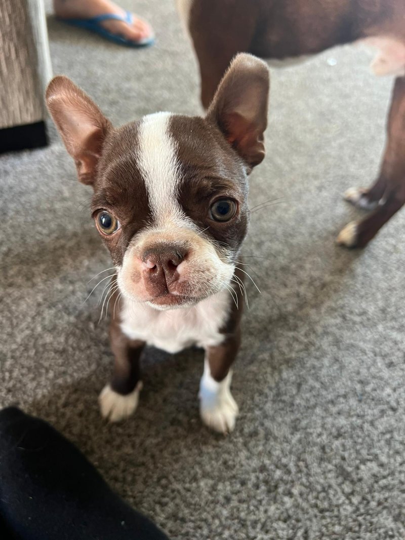 how big do boston terrier puppies get