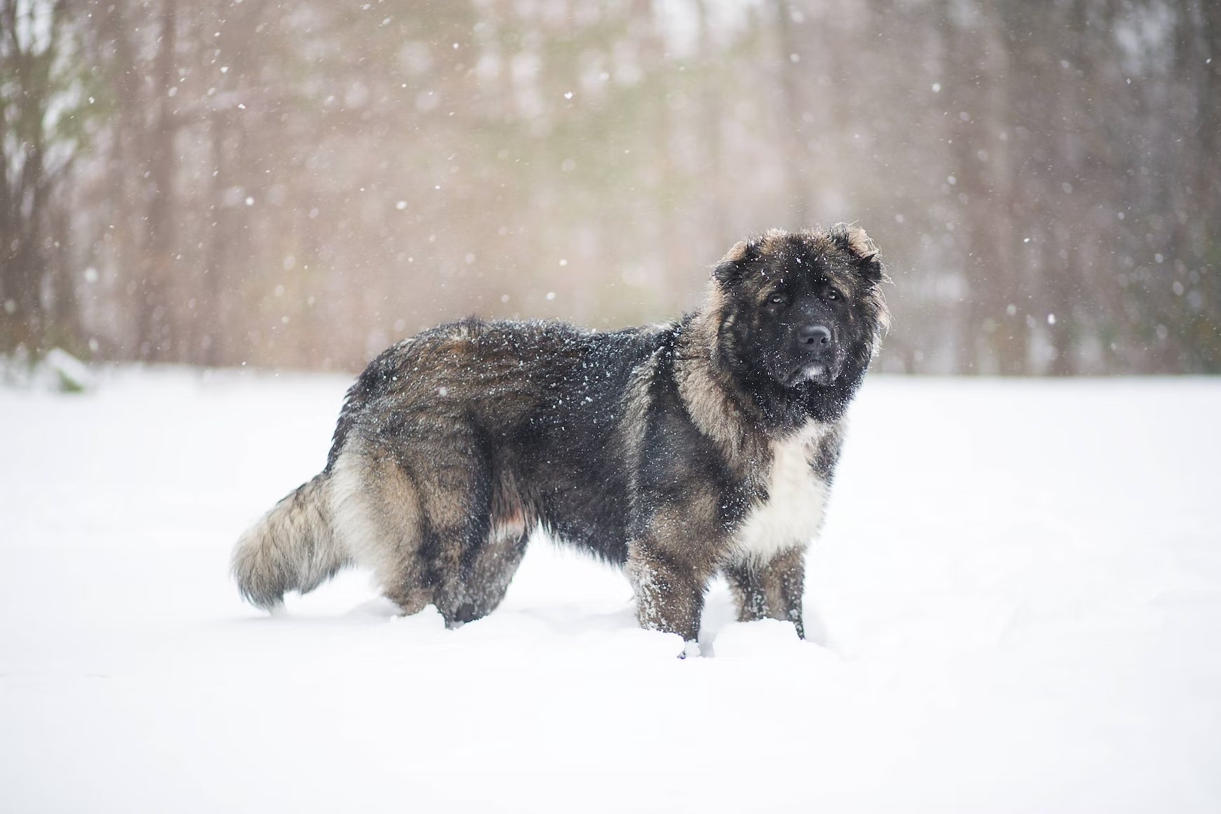 Caucasian Shepherd - a bear looking dog