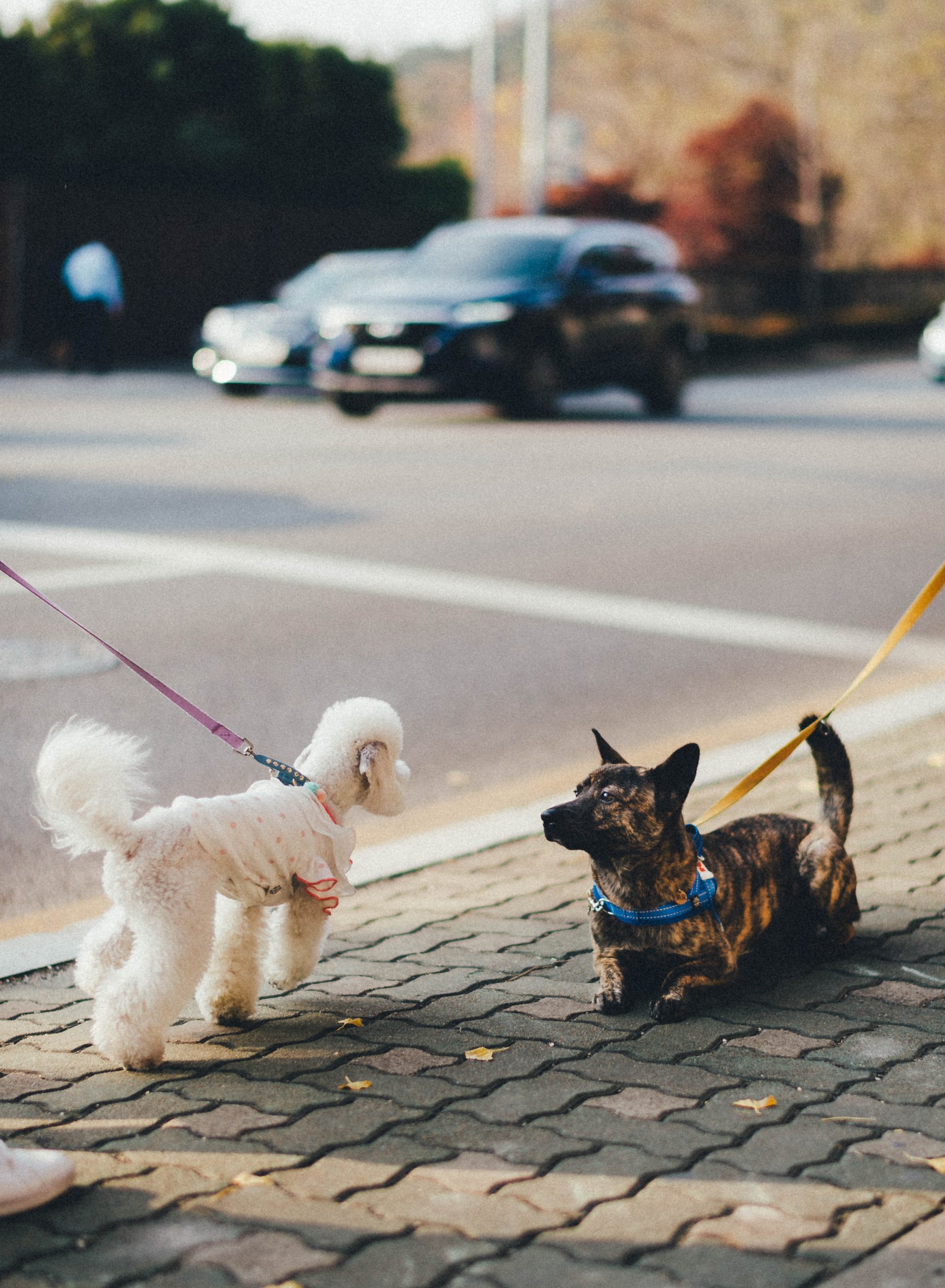 Dogs tugging on a leash