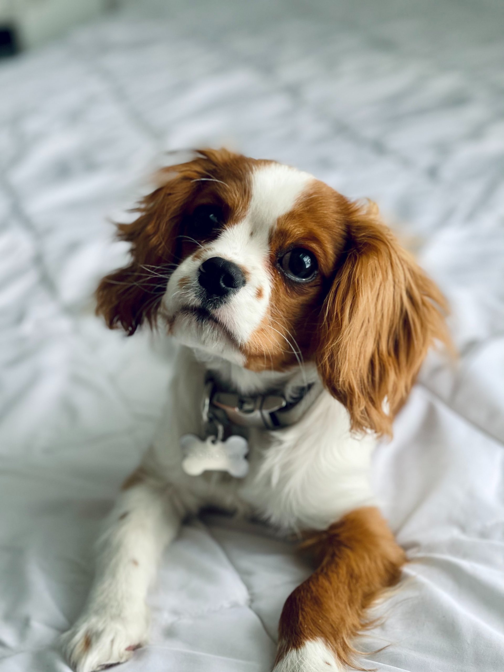 can a cavalier king charles spaniel go in public