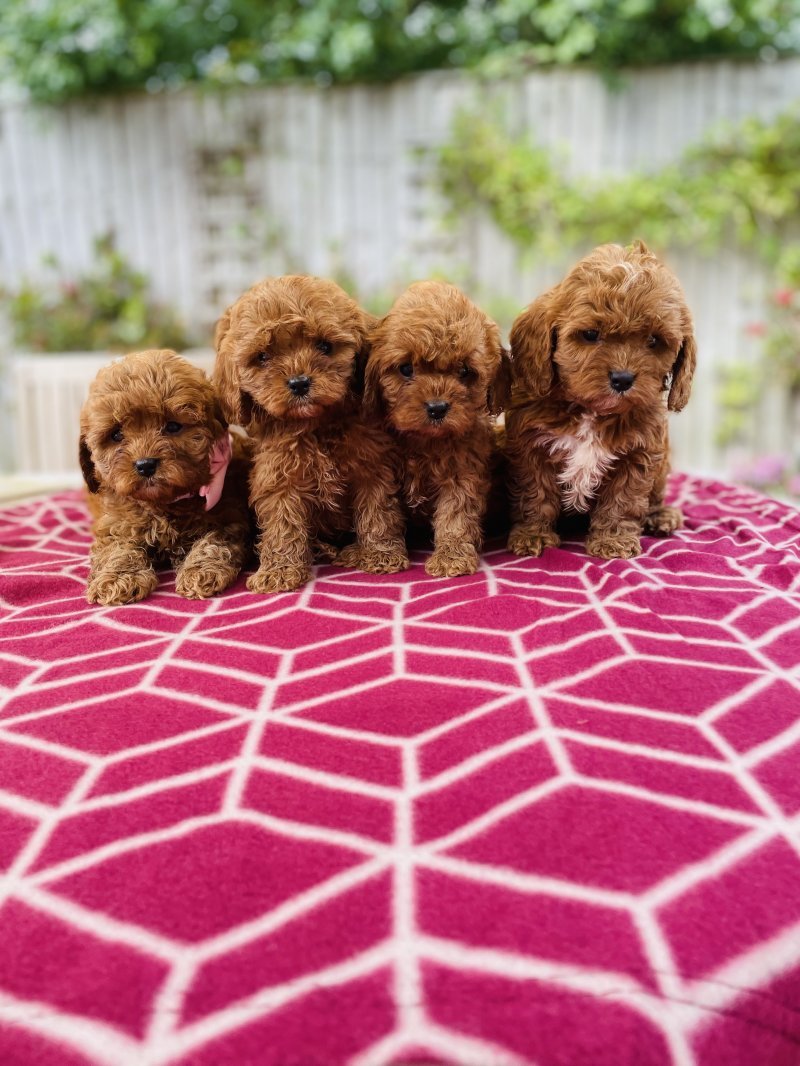 Puppy advert image of Cavapoo litter outside