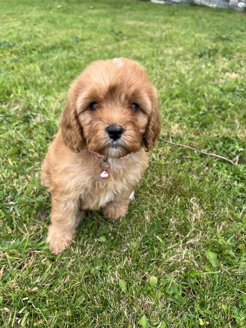 Why are dogs that look like teddy bears popular? Cavapoo in image