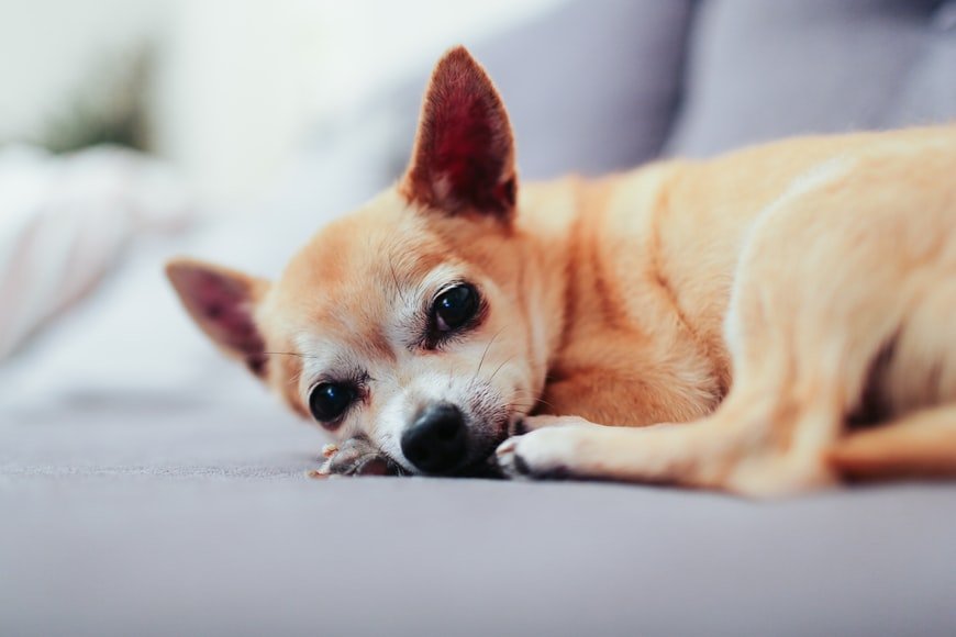 Chihuahua puppy