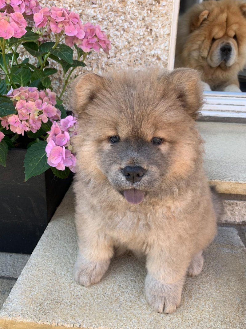 Chow Chow puppy 