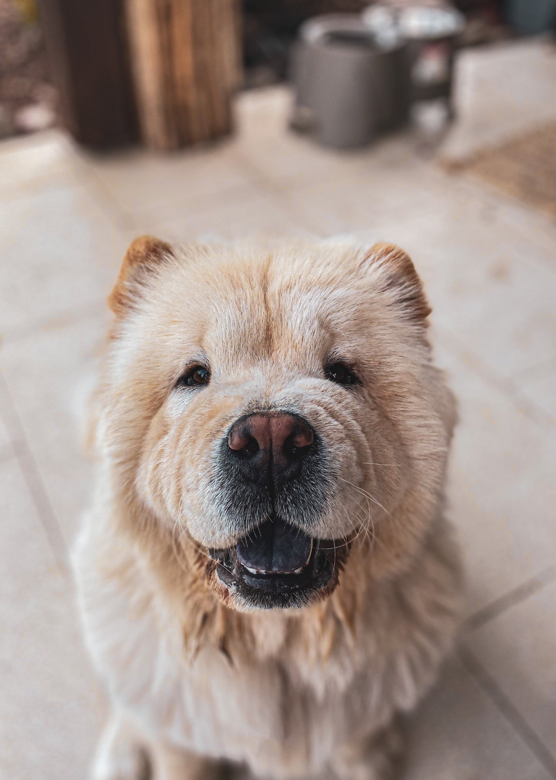 Chow Chow training