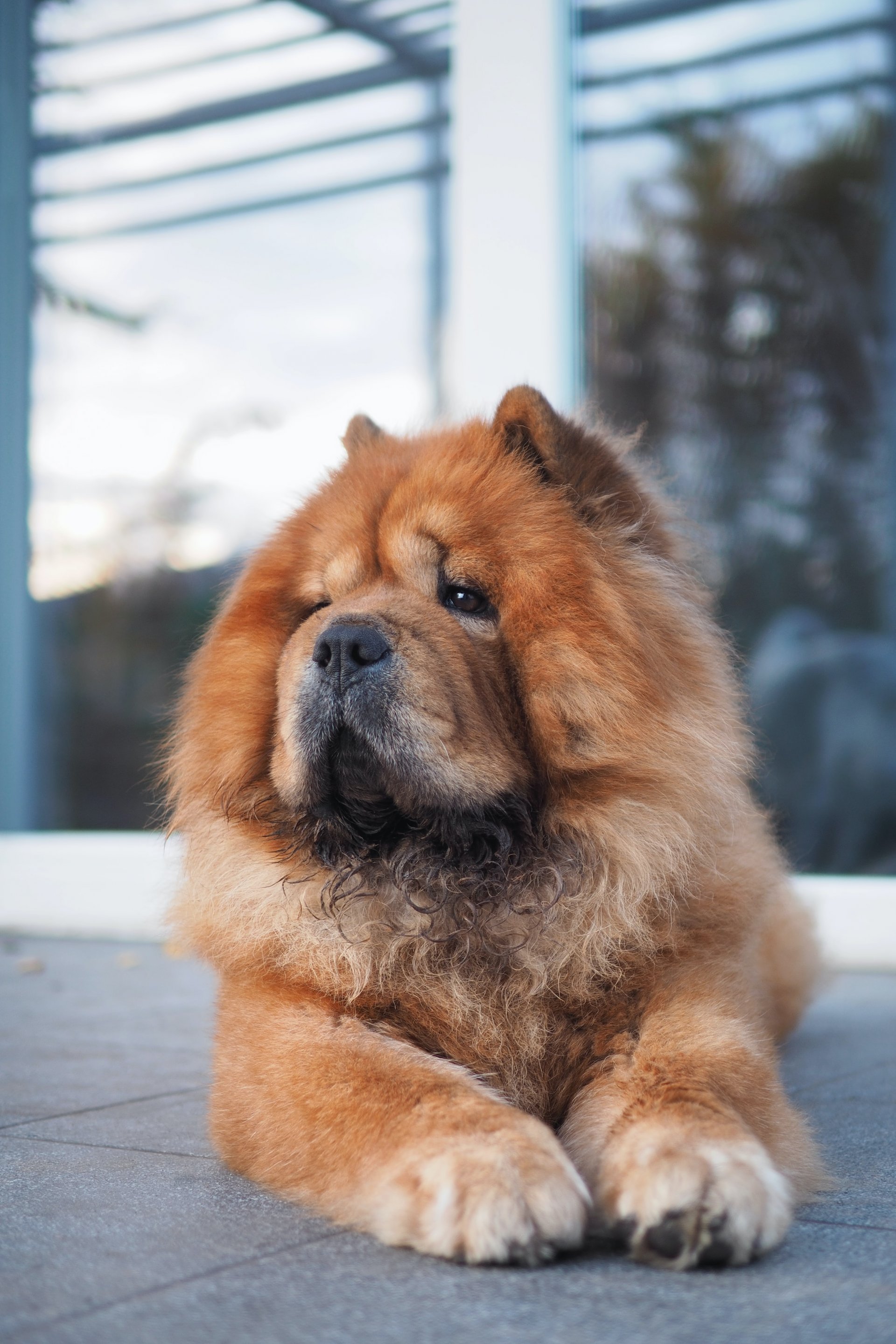 Chow Chow dog in his home