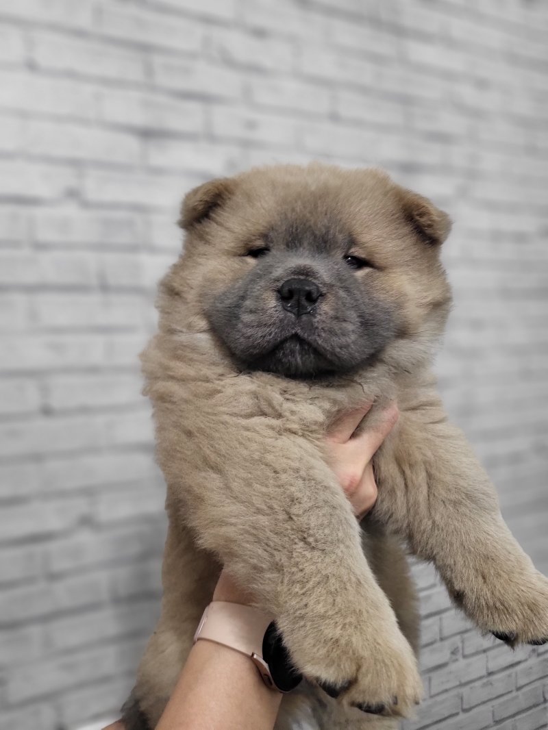 Chow Chow Puppy For Sale