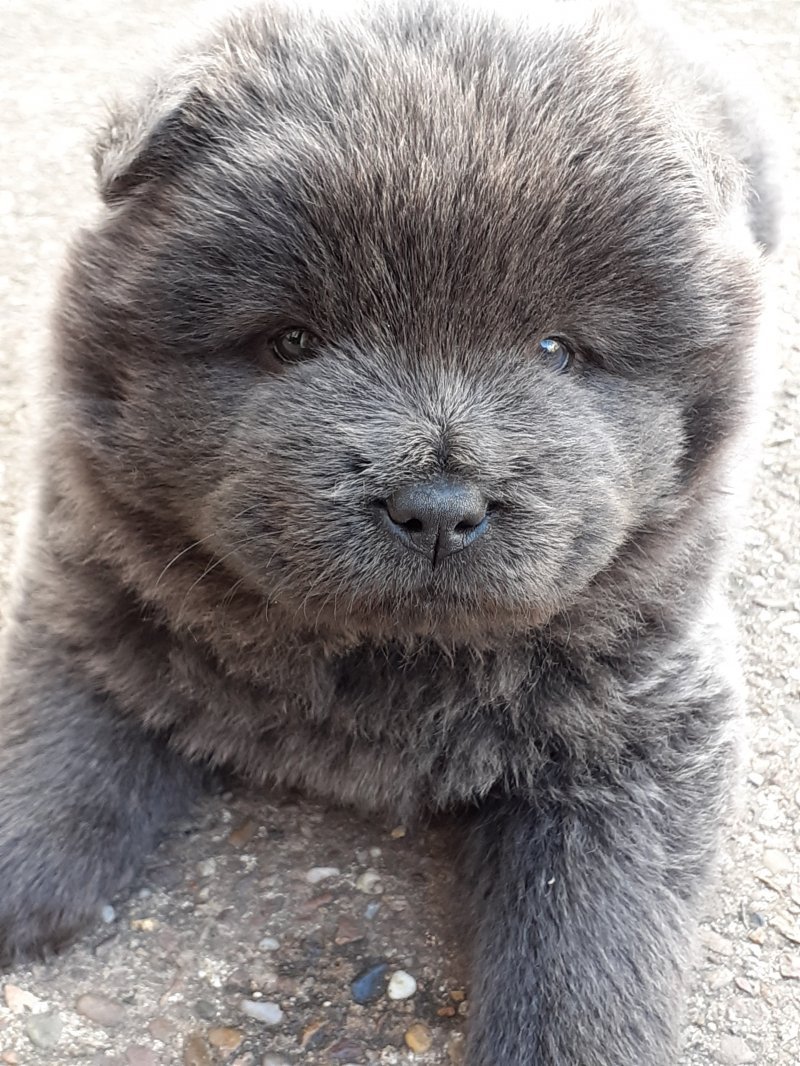 Chow Chow teddy bear dog