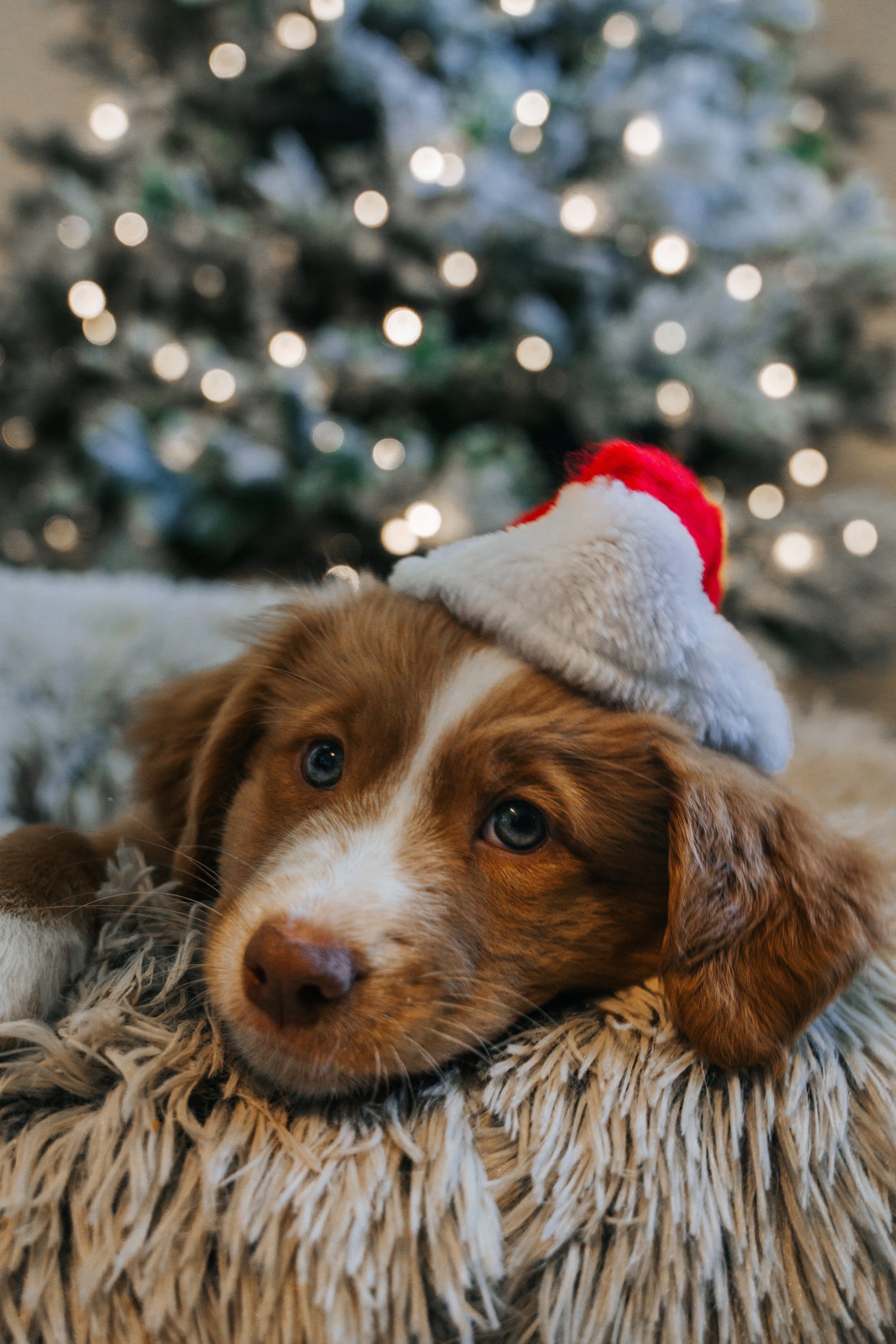 Christmas foods that are dangerous to dogs