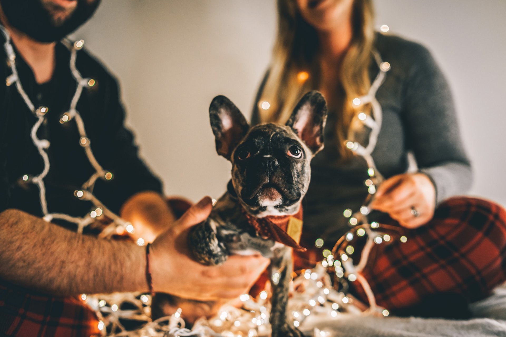 Dog Christmas Safety - Christmas Lights Dangers