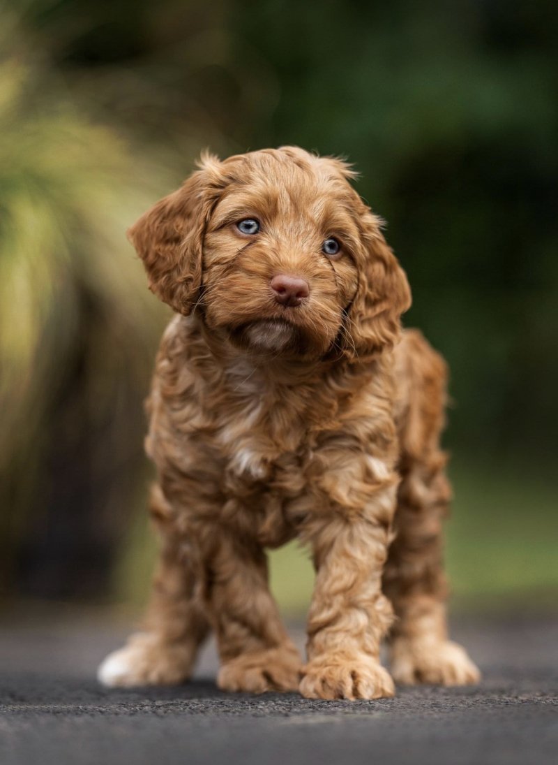 Teddy bear dogs - Cockerpoo