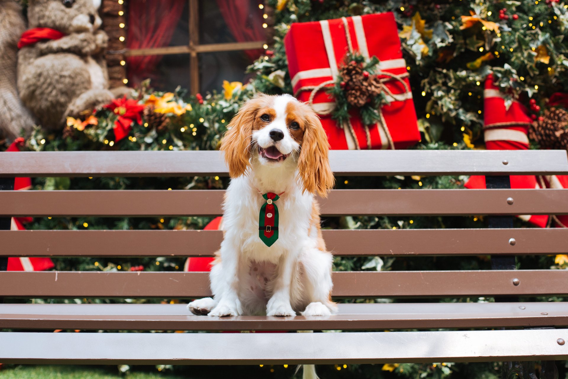 Dog Christmas Pics Near Me