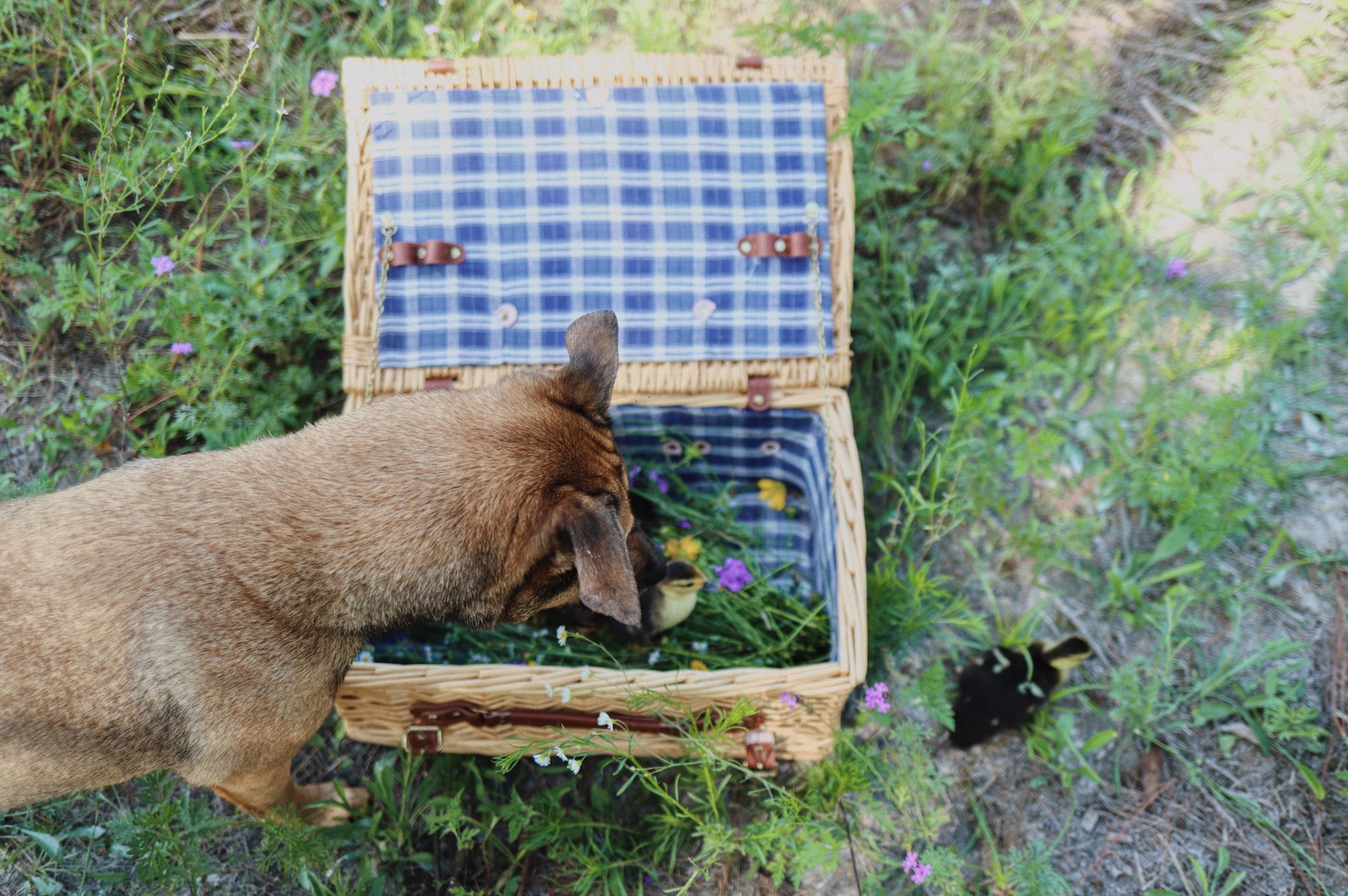 dog-friendly picnic