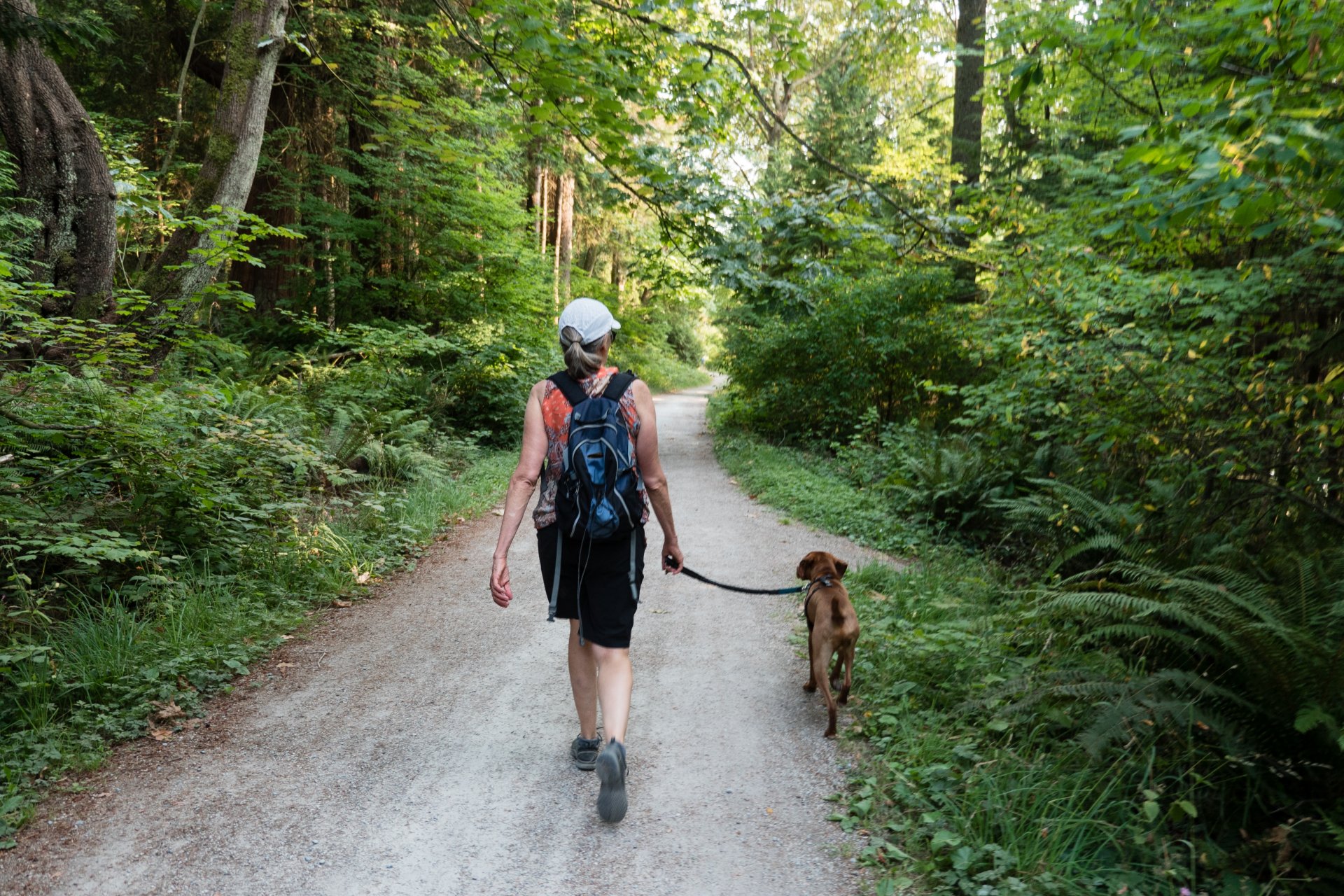 dog walking with consistent training