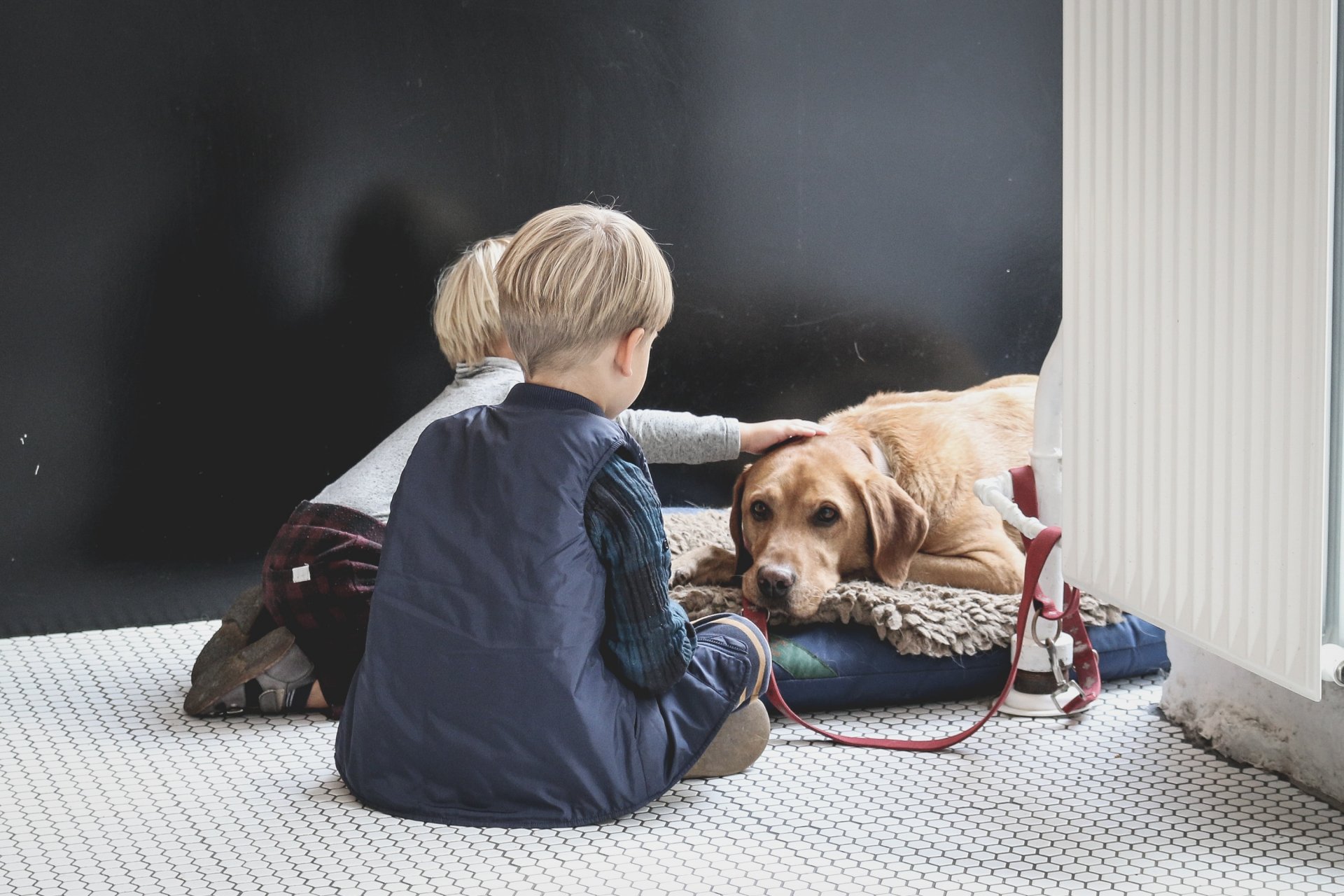 11 Breeds That Are Good For Families Forever Puppy